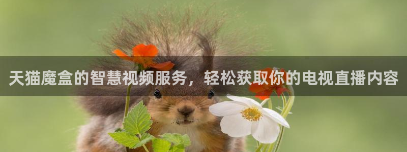 火凤直播体育官网